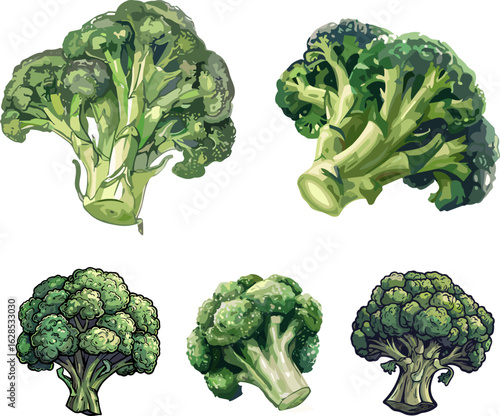 fresh vegetables isolated on white, set of broccoli in color style and no background