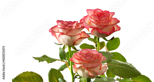 Graceful pink roses standing tall amidst delicate green leaves in a serene floral display