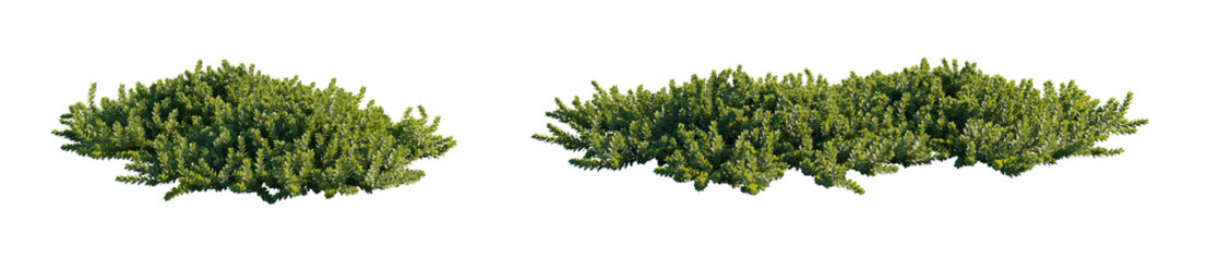 Arctostaphylos (Manzanita, Bearberry) low-growing, spreading evergreen shrub isolated png on a transparent background premium cutout
