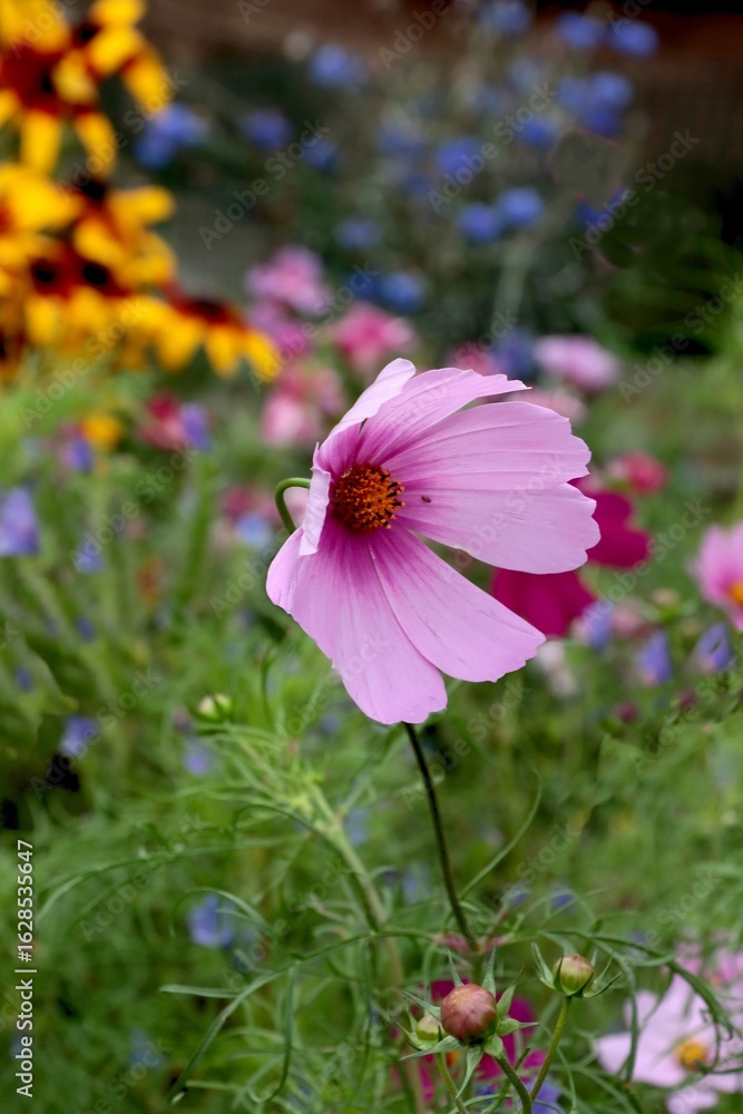 Fototapeta premium pretty pink flower of cosmos plant