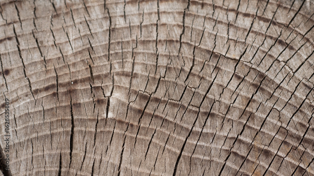 Fototapeta premium Exploring the intricate patterns on a cut tree trunk showcasing nature's artistry and timeless beauty with a transparent background