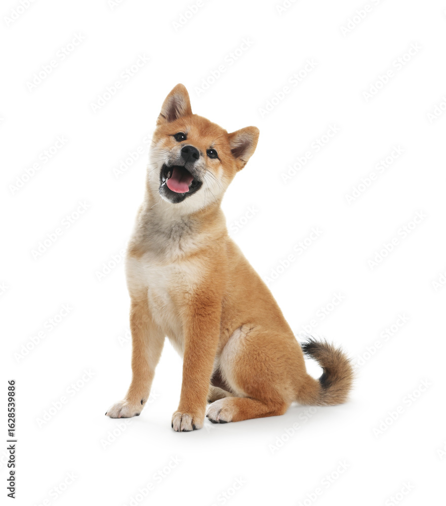 Obraz premium Cute Shiba Inu dog sitting on white background