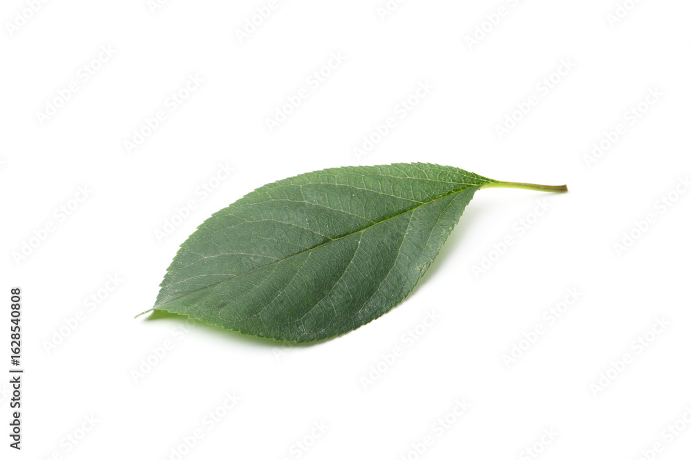 Obraz premium One cherry tree leaf isolated on white
