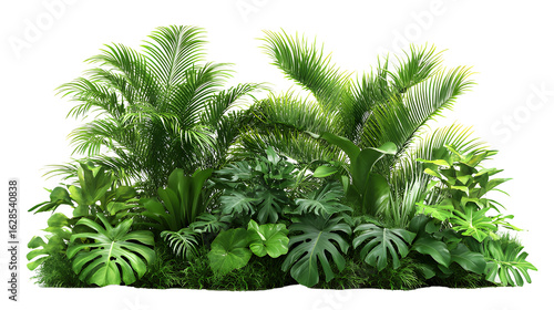 Real tropical garden bushes plant decoration botanical.  isolated on a transparent background