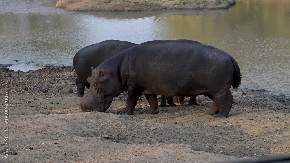 Flusspferd genannt Nilpferd - Hippo, im Krüger National Park - Kruger Nationalpark Südafrika Flusspferd genannt Nilpferd - Hippo, im Krüger National Park - Kruger Nationalpark Südafrika