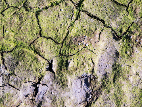 Cracked soil with dried algae