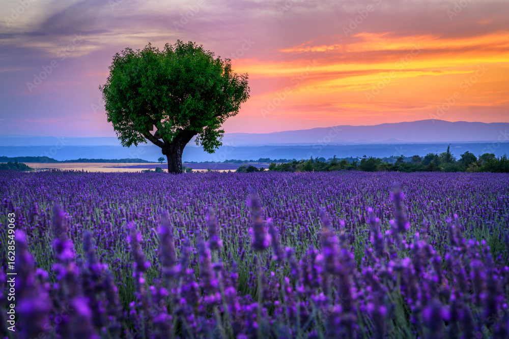 Fototapeta premium Beautiful landscape of lavender filed in Provence - France