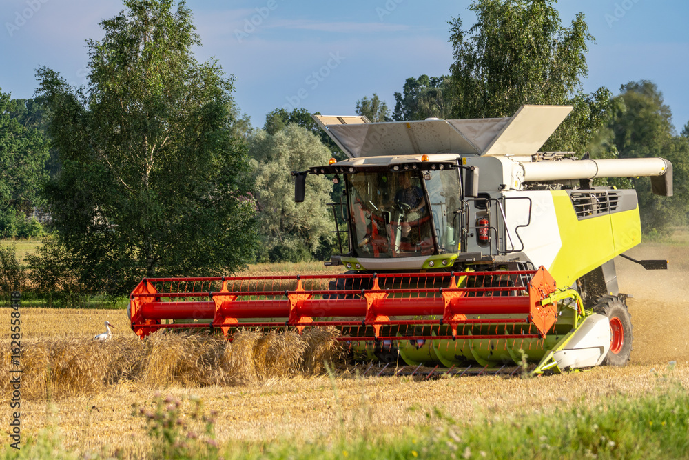 Obraz premium Modern combine harvester reaping golden wheat on a summer day with a white stork nearby in the field, symbolizing coexistence of farming and nature