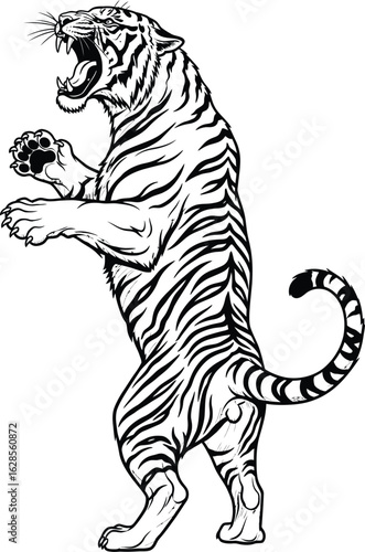 Fierce tiger roaring standing on hind legs silhouette