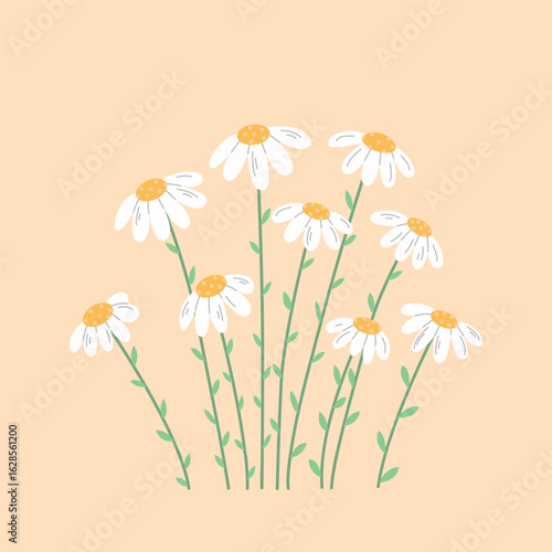 Elegant daisy flowers with a cute charm. Soft petals and fresh blooms bring a touch of spring. Perfect for floral design, decor, and seasonal projects.