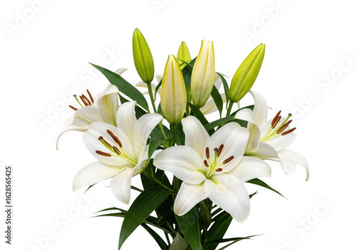 Beautiful white lily flowers with buds isolated on transparent background