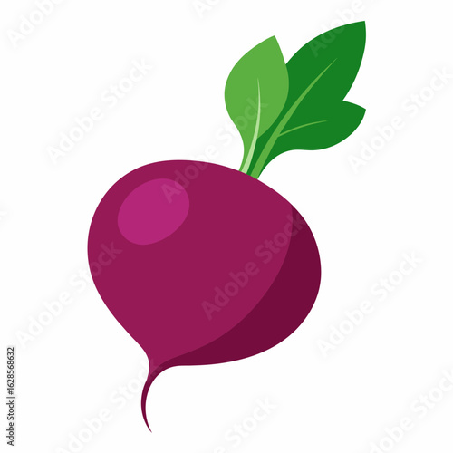 Red beetroot vector illustration