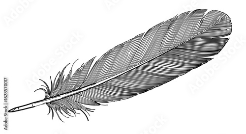 Detailed feather illustration vector graphic for free download bird plumage design element drawing artwork