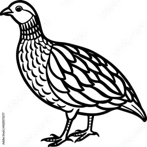 Colorful Francolin Silhouette Design