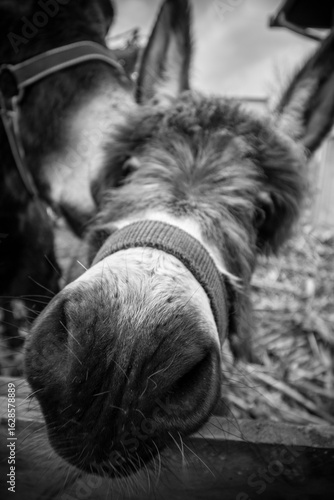 portrait of a donkey