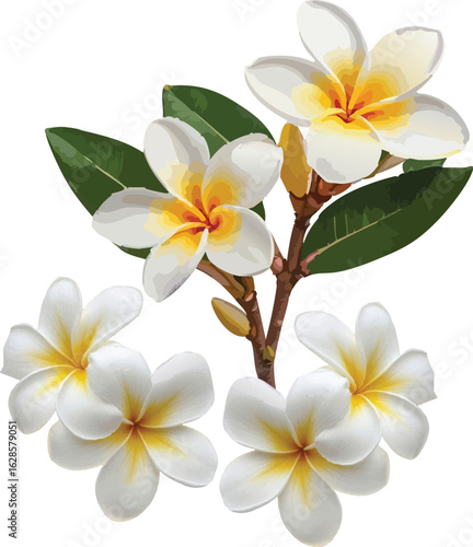 White frangipani flowers, Plumeria