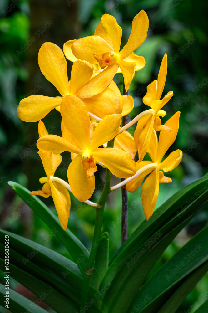 Obraz premium A type of yellow orchid on the island of Fiji