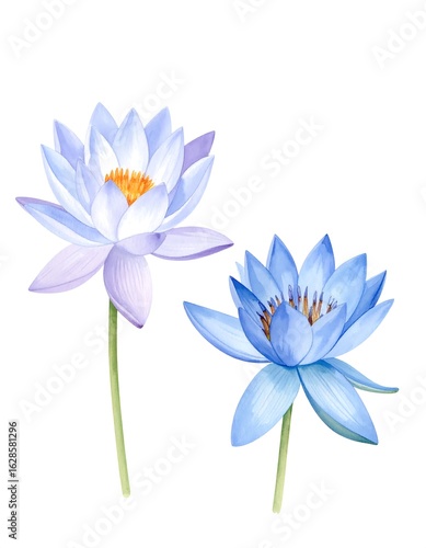 Two delicate lotus flowers in shades of blue and lavender