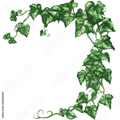 Wild Vine Plant Identification Image