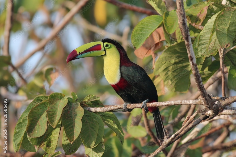 Fototapeta premium Colorful toucan perched on a branch surrounded by vibrant green leaves in a tropical setting