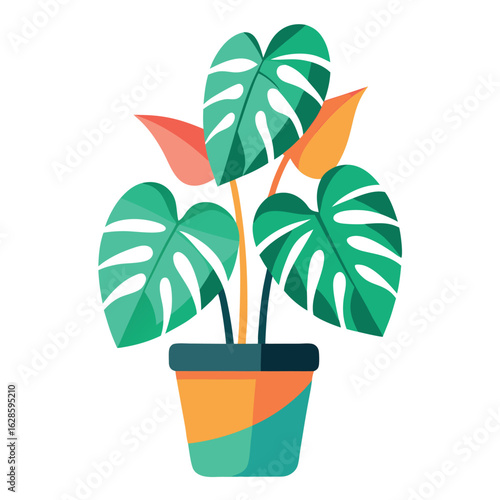 Monstera deliciosa plant in a colorful pot isolated on white background