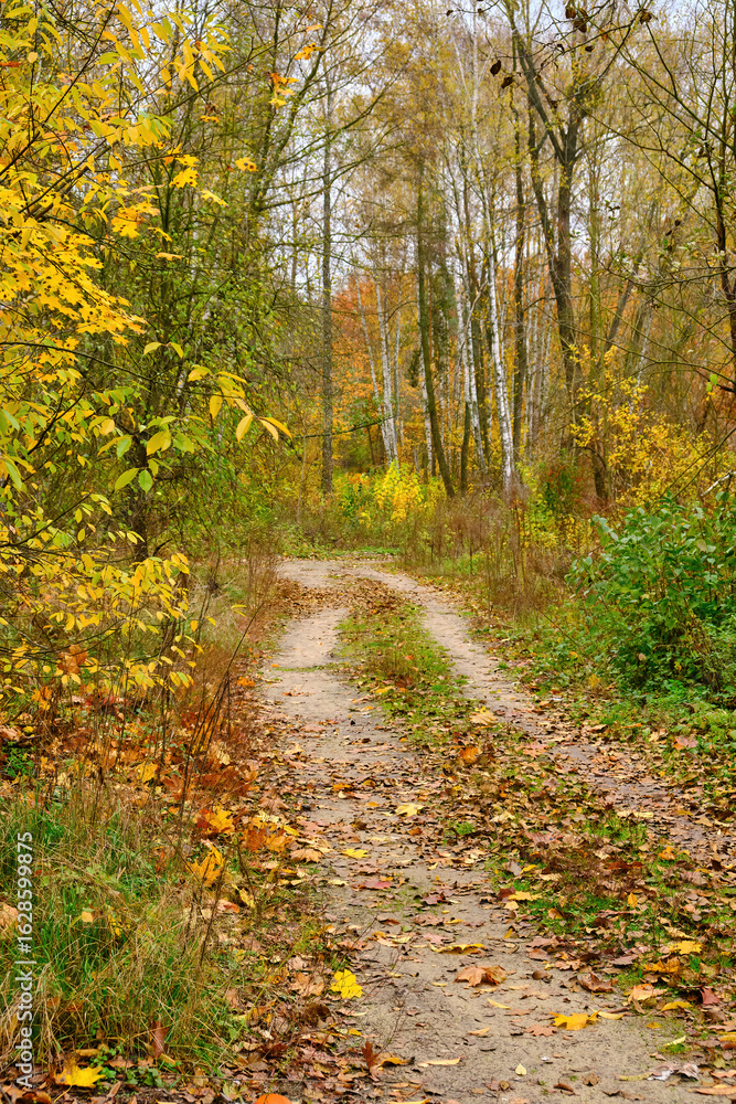Obraz premium Winding Dirt Road in a Golden Autumn Forest