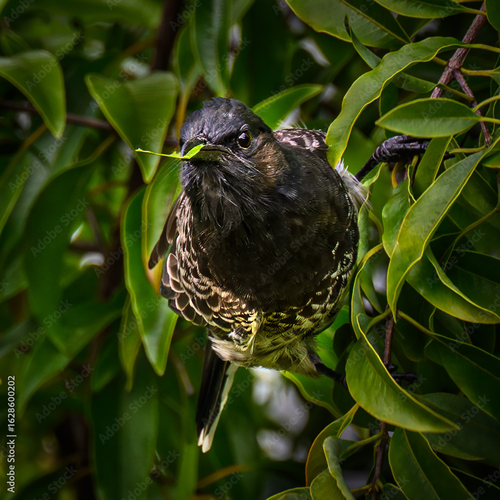 Fototapeta premium A tropical bird in a tree on the island of Fiji