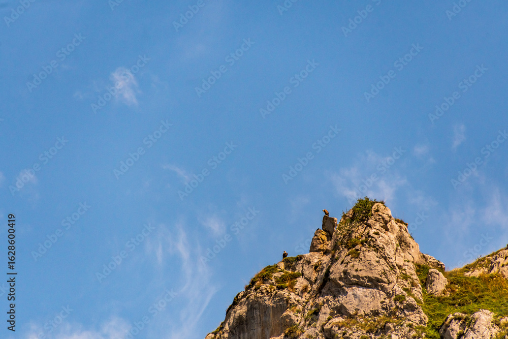 Fototapeta premium Buitre en Bulnes, Picos de Europa.