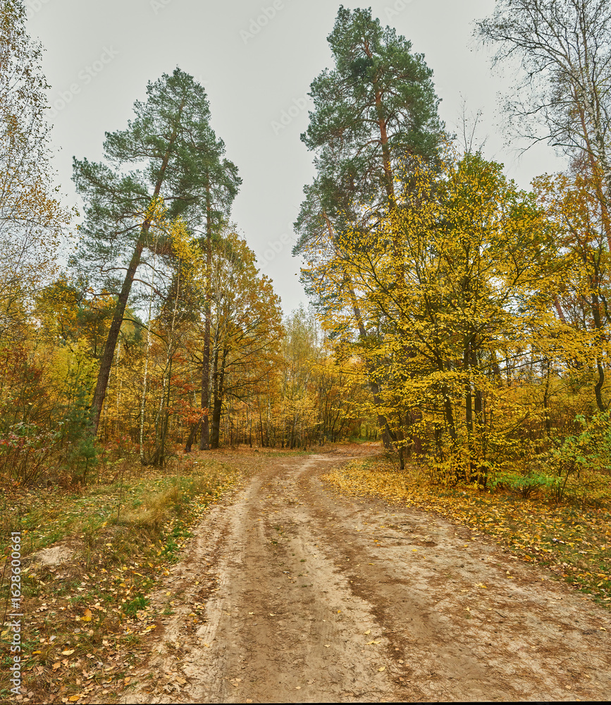 Fototapeta premium Autumn Road Through a Mixed Pine and Deciduous Forest