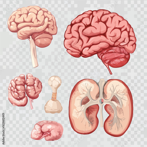 Anatomy Collection: Brain, Heart, Lungs