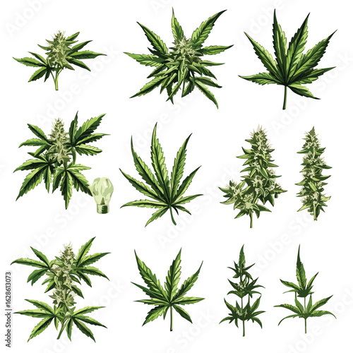 Assorted Cannabis Buds and Flowers Collection