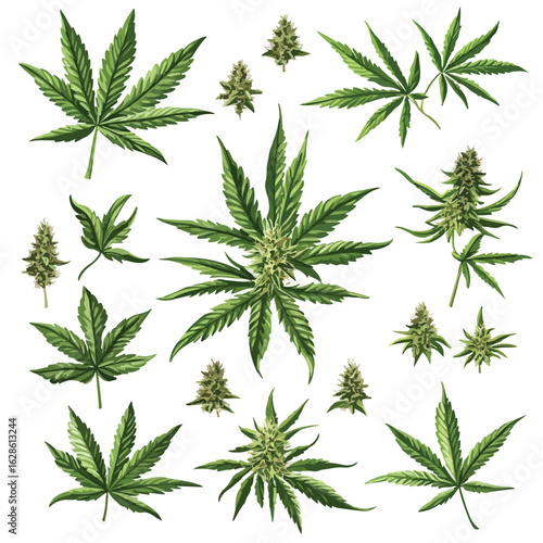 Assorted Cannabis Buds and Flowers Collection