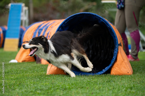 A strong and focused Border Collie navigates obstacles on an agility course. The image captures the energy, agility, and training of this intelligent and exceptionally capable breed.