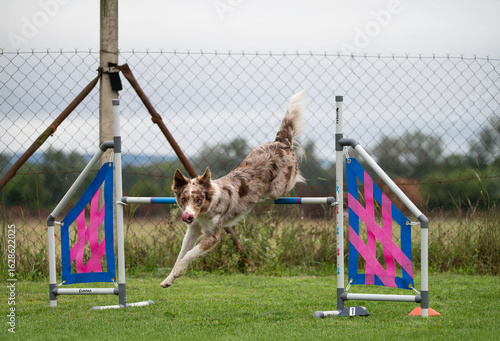 A strong and focused Border Collie navigates obstacles on an agility course. The image captures the energy, agility, and training of this intelligent and exceptionally capable breed.