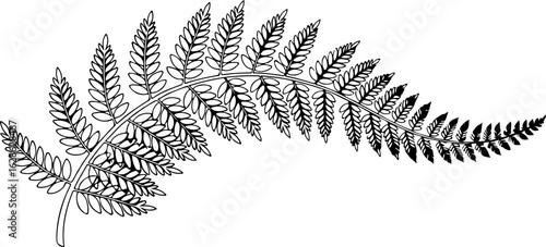 Fern frond botanical line drawing on white background