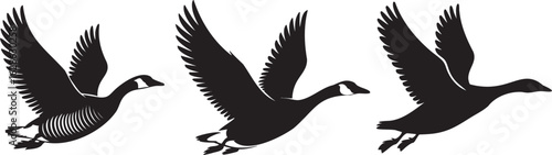 Flying Canada Geese Silhouette Vector for Wildlife & Nature Conservation