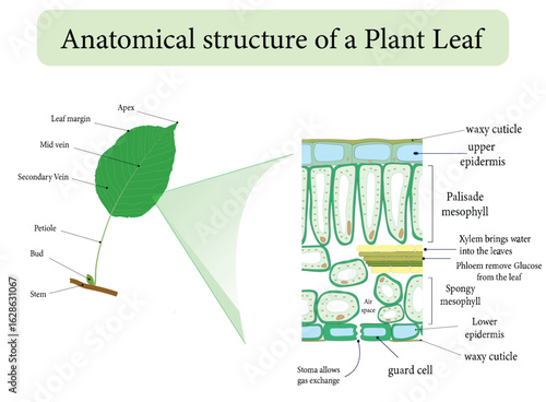 Anatomical structure of a plant leaf. Internal structure of the leaf Diagram