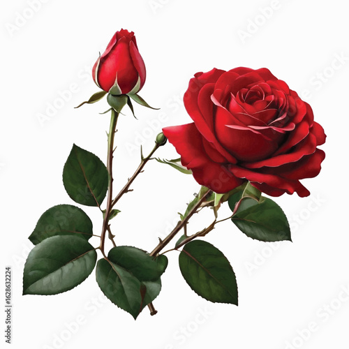 Rose Vector