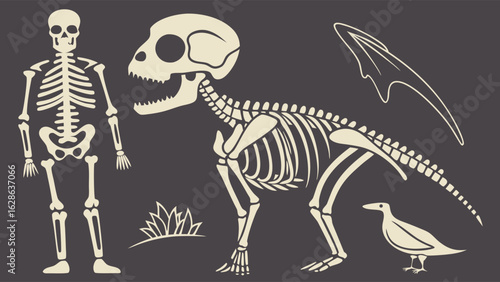 Human, dinosaur, bird skeletons set. Comparative anatomy, evolution, biology, and science education concept.