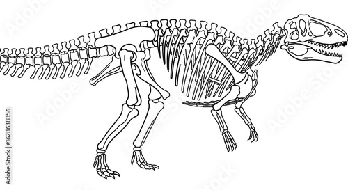 Dinosaur skeleton fossil vector illustration for paleontology and prehistoric animal anatomy research study