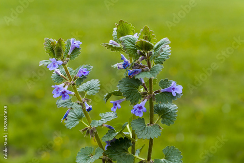Gundermann (Glechoma hederacea) begegnet auf der Schwäbischen Alb