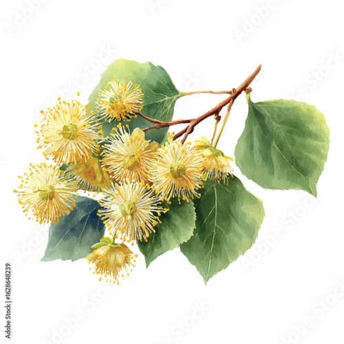 Linden flowers isolated watercolor illustration