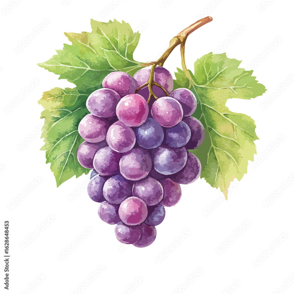 Fototapeta premium Bunch of purple grapes on a leaf