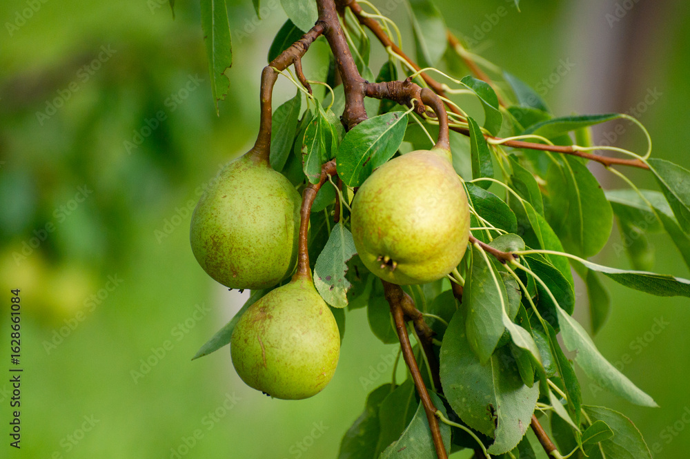 Three plump green pears hang serenely amid lush leaves, capturing a quiet moment of natural ripening in a sunlit orchard. Three plump green pears hang serenely amid lush leaves, capturing a quiet moment of natural ripening in a sunlit orchard.