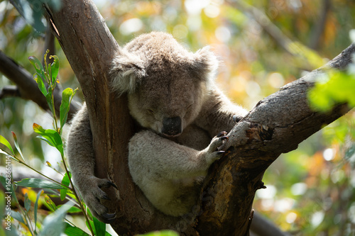 Photography koala in the tree