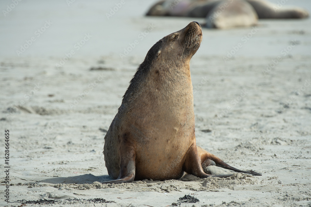 Naklejka premium seal on the beach