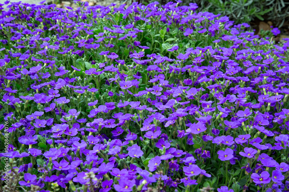 Fototapeta premium Aubrieta Deltoidea Purple Rock Cress Carpet Display