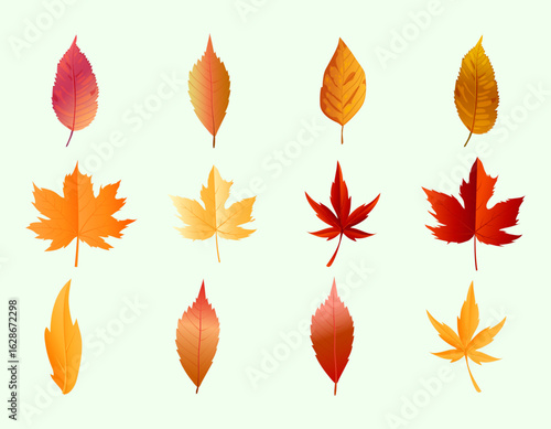 Autumn leaf collection vector set with colorful fall foliage