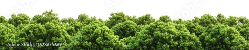 A frontal view of mixed forest trees comprising birch, sycamore platanus, spruce, pine, maple, and others, presented as a premium cutout isolated png on a transparent background with day lighting