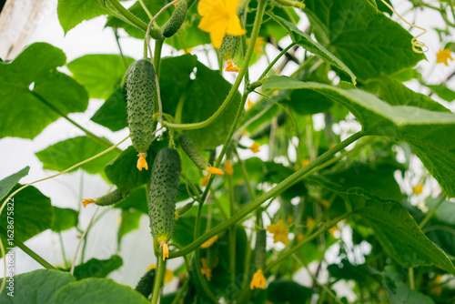 Canvas-taulu Verdant cucumber vines stretching across greenhouse interior, bearing green frui